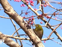 メジロ マユミの実を食べようとするが中々取れない