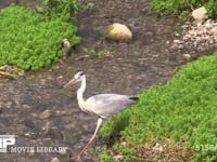 アオサギ 川の浅瀬でオイカワを捕らえて飲み込む