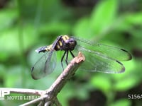 オオシオカラトンボ　メス 小枝にとまり捕らえた昆虫を食べる