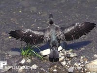 カワウ 川の浅瀬の石に乗り水に濡れた翼を乾かす