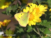 モンキチョウ　オス キクの花にとまって蜜を吸う