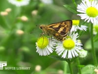 キマダラセセリ ヒメジョオンの花の蜜を吸う