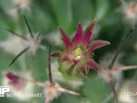 サボテン 花が開きまた閉じる。この間4時間ほど