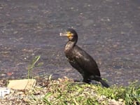 カワウ 川の浅瀬で休み口を開けて喉元を震わせる。これは口中の水分を蒸発させて体温を下げる為だという