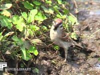 スズメ 田んぼに降りて小さな虫などを探して食べる