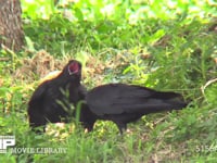 ハシボソガラス 幼鳥に果物をちぎって与える。幼鳥の口の中は赤い