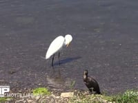 ダイサギ 川の浅瀬で羽繕いをする。手前のカワウも羽繕いをする