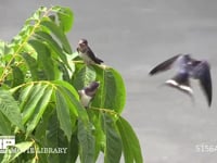 ツバメ 川岸の木にとまる幼鳥に飛びながら虫を与える