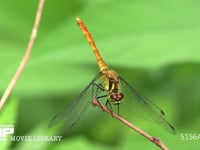 マユタテアカネ　メス 葉にとまる