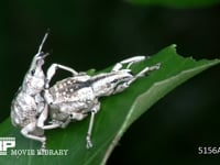 ヒメシロコブゾウムシ ヤツデの葉にとまって交尾する