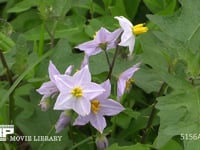 ワルナスビ 昭和初期に千葉県から広がった帰化植物。繁殖力が強くトゲがあり駆除しにくい