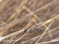 オオジュリン 冬羽。アシにとまって、茎に潜むガの幼虫などの昆虫類を捕らえる