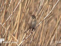 オオジュリン 冬羽。アシの茎にとまる