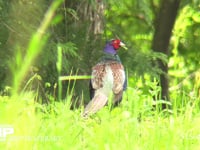 キジ　オス 草地で鳴く