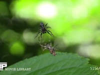 ゴミグモ 網の中心で獲物を待つメスに交尾しようと近づくオス(上)を嫌って追い払うメス