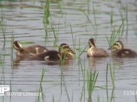 カルガモ幼鳥 田植えの終わった水田に憩う