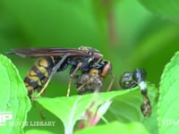 セグロアシナガバチ 捕らえた芋虫の皮を剥いで丸めて巣に持っていく