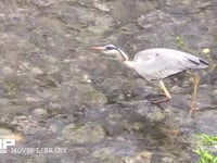 アオサギ 川の浅瀬でオイカワを捕らえて飲み込む