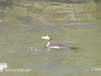 カワウ 川を泳ぎまわり魚を狙う