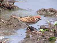 スズメ 田んぼに降りて小さな虫などを探して食べる