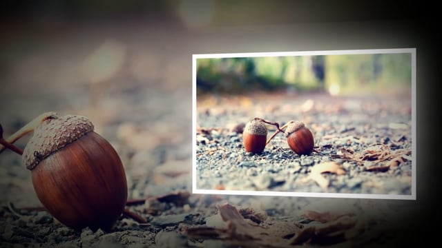 Alan Watts:  The Only Universe We Can Know