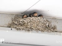 ツバメ育雛定点撮影　ふ化22日目 雌が給餌。1羽が巣立ち,翌日全て巣立つ