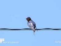 ツバメ　羽繕いする成鳥オス 