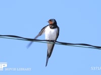 ツバメ　羽繕いする成鳥オス 