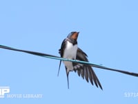 ツバメ　羽繕いする成鳥オス 