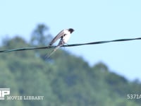 ツバメの成鳥オス　翼を広げたあと飛び立つ 4K　スズメの鳴き声がする。川の流れる音が聞こえる