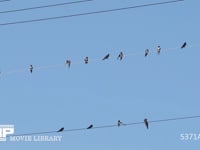 ツバメ　真夏、電線で休む成鳥と若鳥 