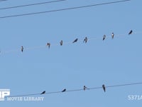 ツバメ　真夏、電線で休む成鳥と若鳥 