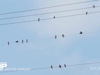 ツバメ　真夏、電線で休む成鳥と若鳥 