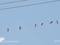 ツバメ　真夏、電線で休む成鳥と若鳥 