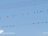 ツバメ　真夏、電線で休む成鳥と若鳥 