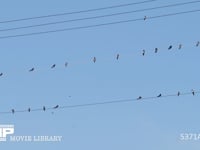 ツバメ　真夏、電線で休む成鳥と若鳥 