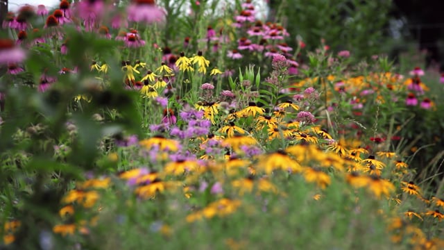 Mrs. Meyers Endangered Scent