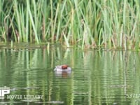 カイツブリ成鳥　羽繕い 夏羽