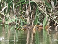 カイツブリ親子 4K　浮巣にヒナがいる