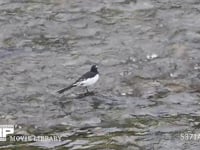 セグロセキレイのオス　川で採餌 