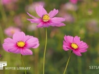 コスモスの花 