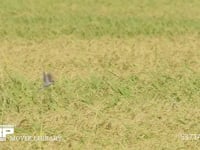 スズメ　稲を食べる 水田　米