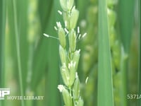 イネの花 雄しべ　雌しべ　受粉