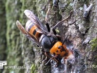 オオスズメバチ　クヌギの樹液を舐める 