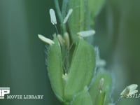 イネの花 雄しべ　雌しべ　受粉