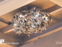 セグロアシナガバチの巣 