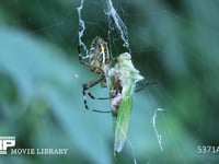 ナガコガネグモ　クダマキモドキの仲間を捕食 蜘蛛　バッタ