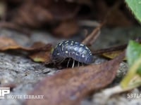 オカダンゴムシの雌　枯れた茎を食べる 