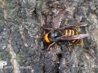 オオスズメバチ　クヌギの樹液を舐める 