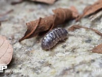 オカダンゴムシの雌　丸くなった体を開く 